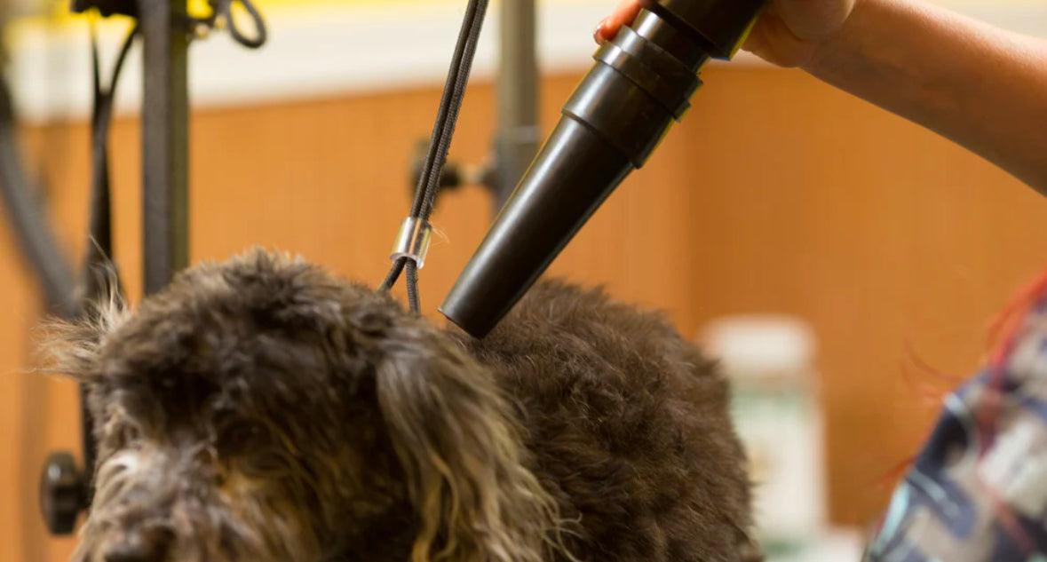 Dog being dried with Metrovac Air Force Blaster high-velocity pet and dog grooming dryer with powerful airflow for quick, heat-free drying.