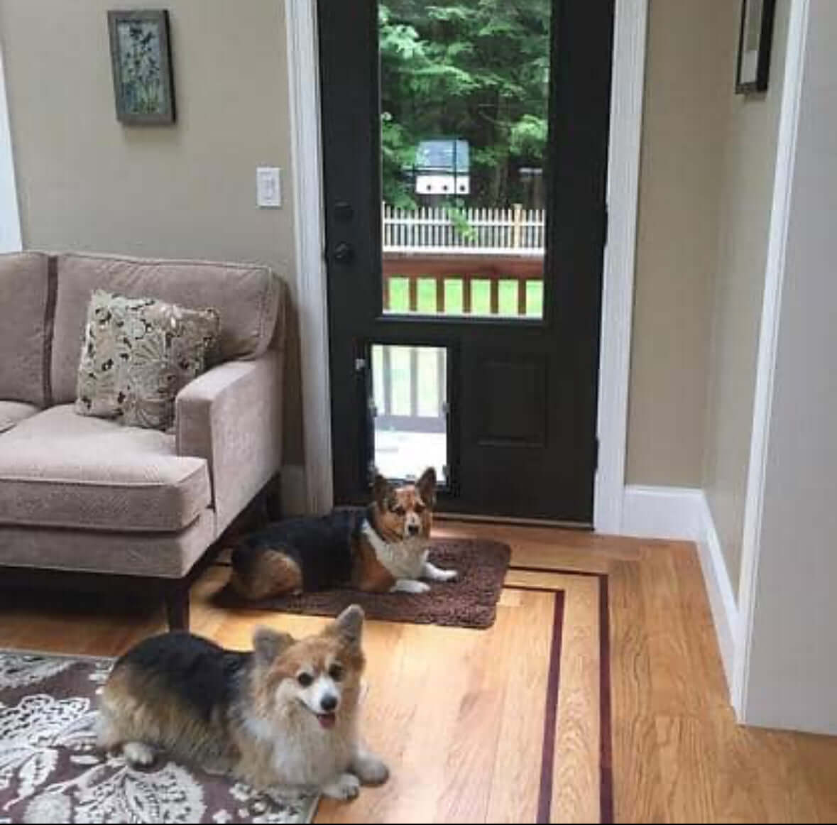 Halie pet door for dogs and cats installed in a standard door, featuring a secure flap and weather-resistant frame for easy pet access