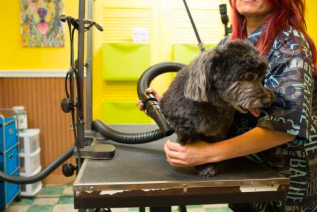 lady drying dog using Metrovac Air Force Master Blaster high-velocity pet dryer with dual 4.0 HP motors, 58,500 FPM airflow, and no heating element for safe, efficient grooming.