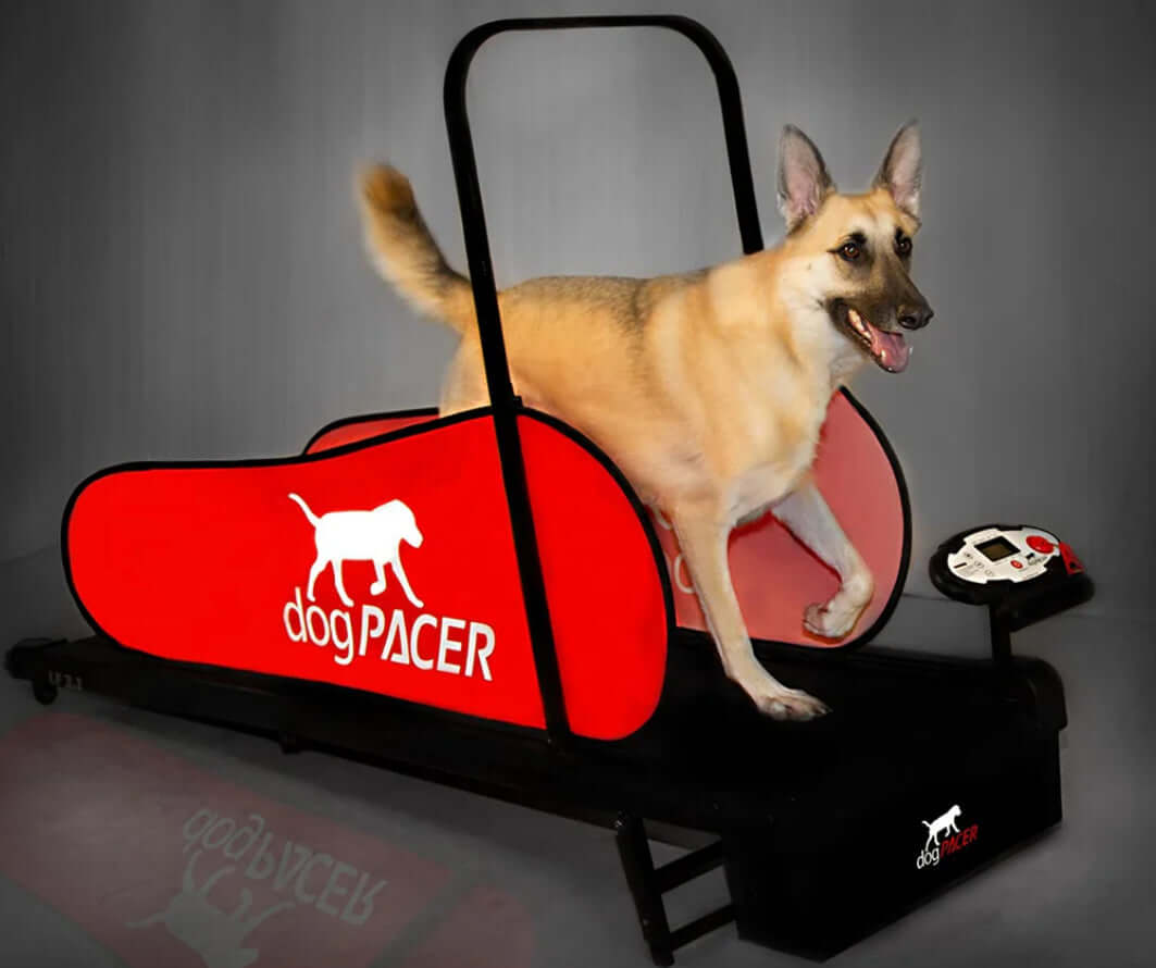 DogPacer LF 3.1 Folding Electric Dog Treadmill for small and large dogs for indoor use.  dog exercise equipment, best dog treadmill canine treadmill