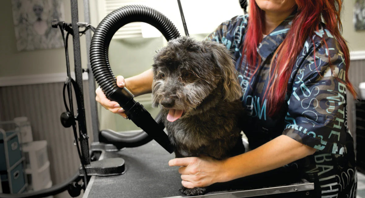 lady blow drying her dog with Metrovac Air Force Commander 2-speed pet dryer with 1.17 HP motor, 86 CFM airflow, and all-steel construction for efficient grooming.
