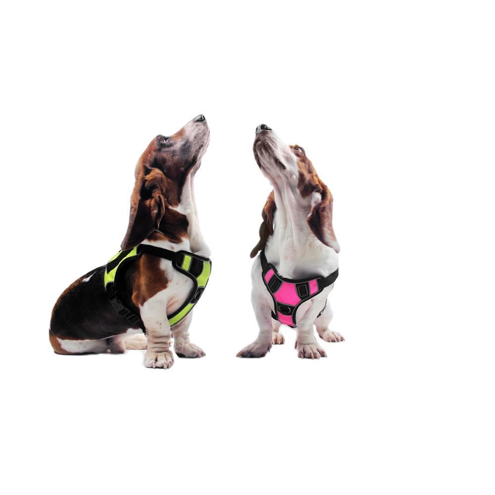 A dog wearing a Dogline Quest no-pull dog harness – multi-purpose, adjustable harness for training, walking, and control with front and back leash clips