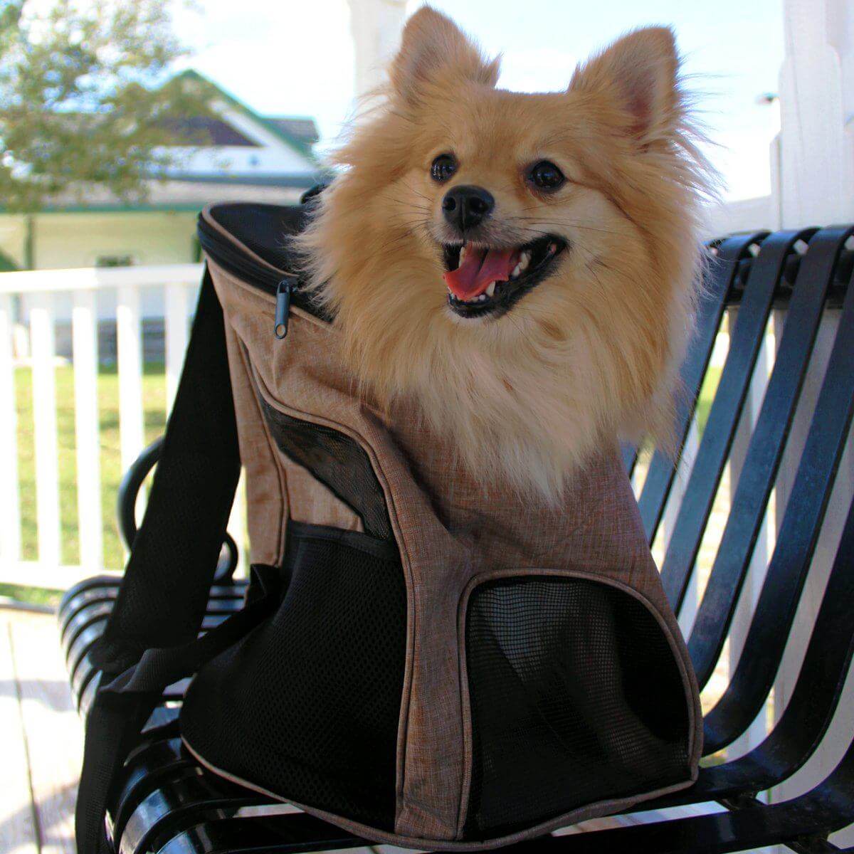Pet carrier backpack with small dog inside, head sticking out for comfortable and hands-free travel