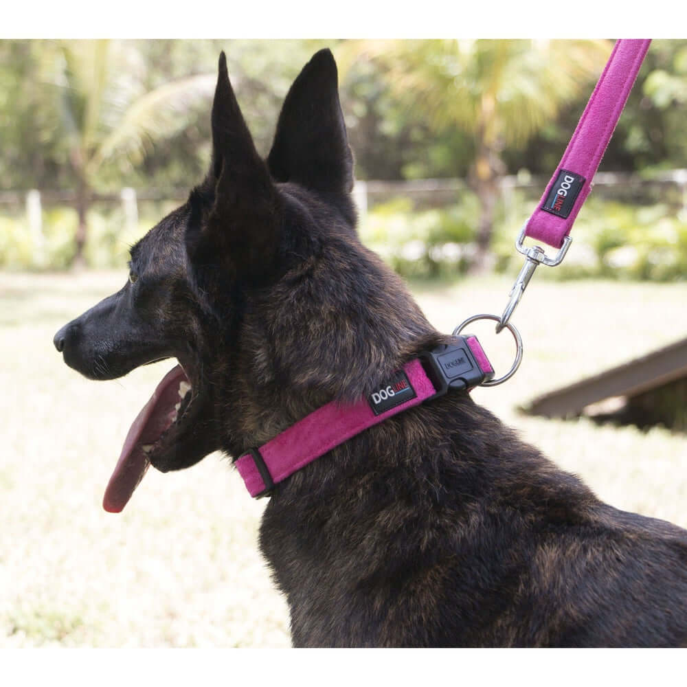 a black dog wearing Comfort microfiber flat dog collar with soft padded lining and adjustable buckle for everyday wear