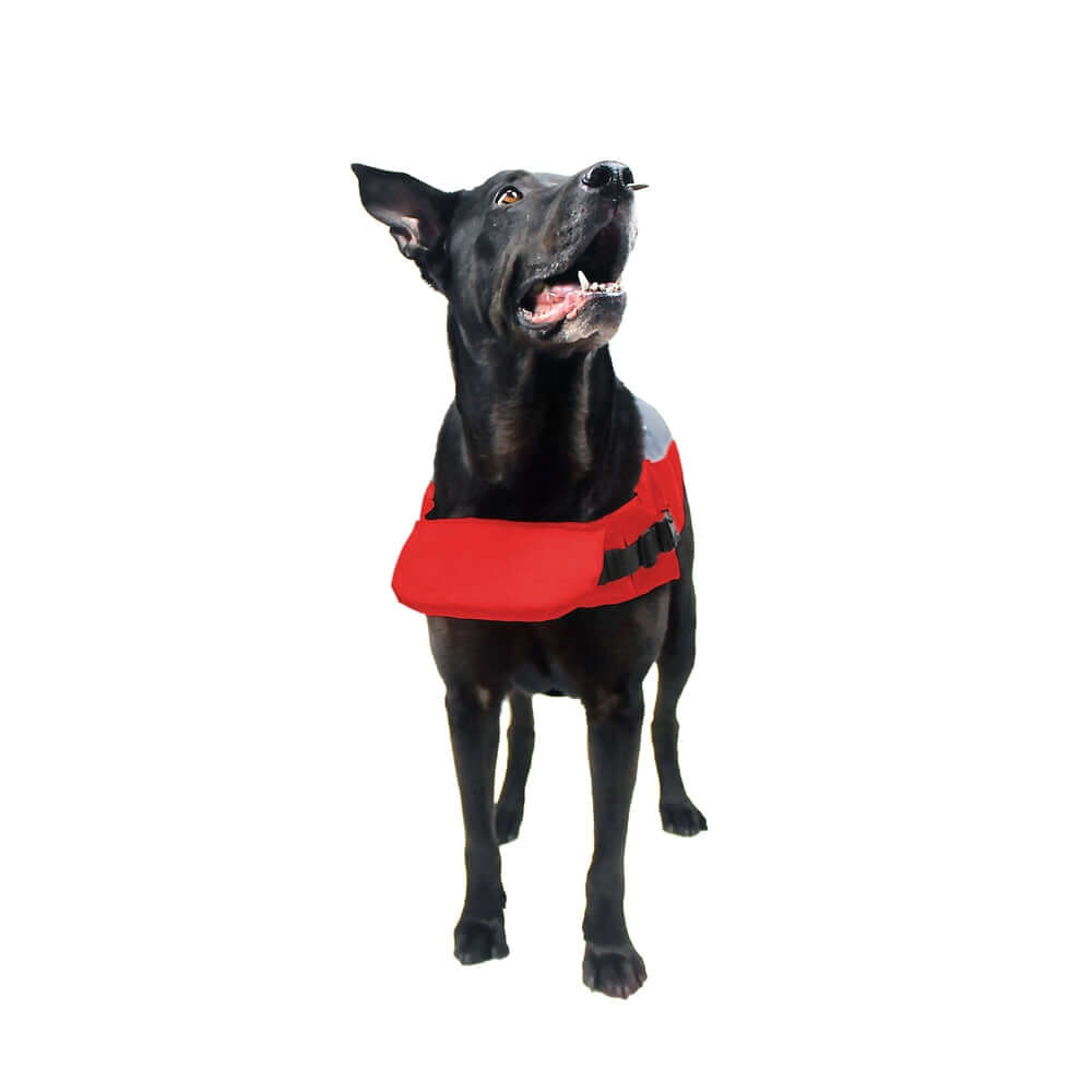 dog wearing a Dog life vest flotation device with adjustable straps and buoyant design for water safety