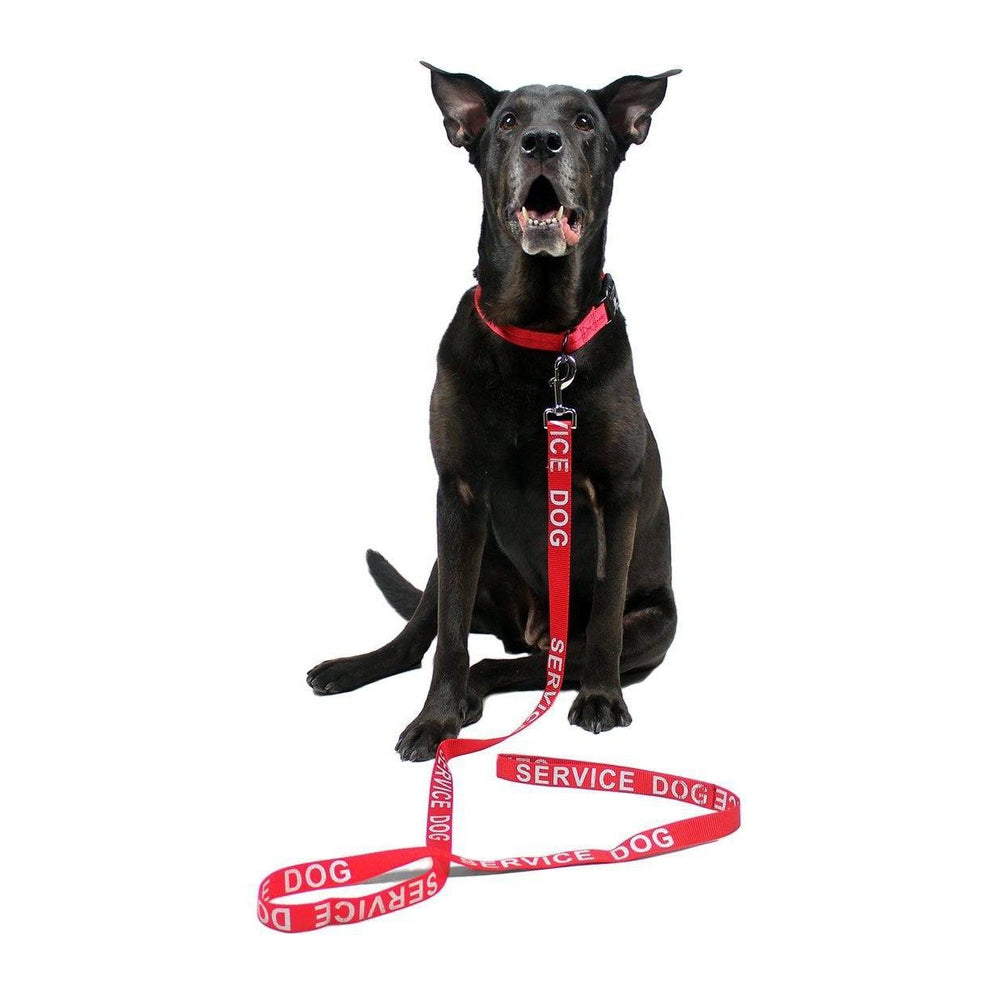 A dog wearing a Reflective nylon dog leash with high-visibility stitching and durable hardware for safe nighttime walks