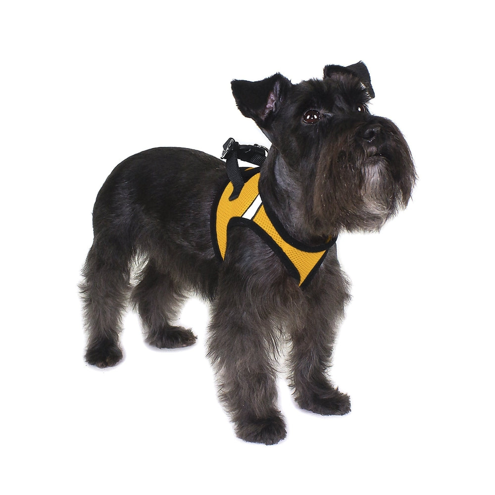 A dog wearing York mesh dog harness with breathable padding and adjustable fit for small to medium breeds