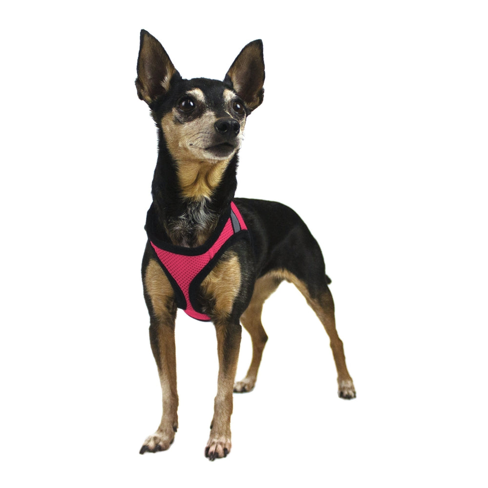 A dog wearing York mesh dog harness with breathable padding and adjustable fit for small to medium breeds