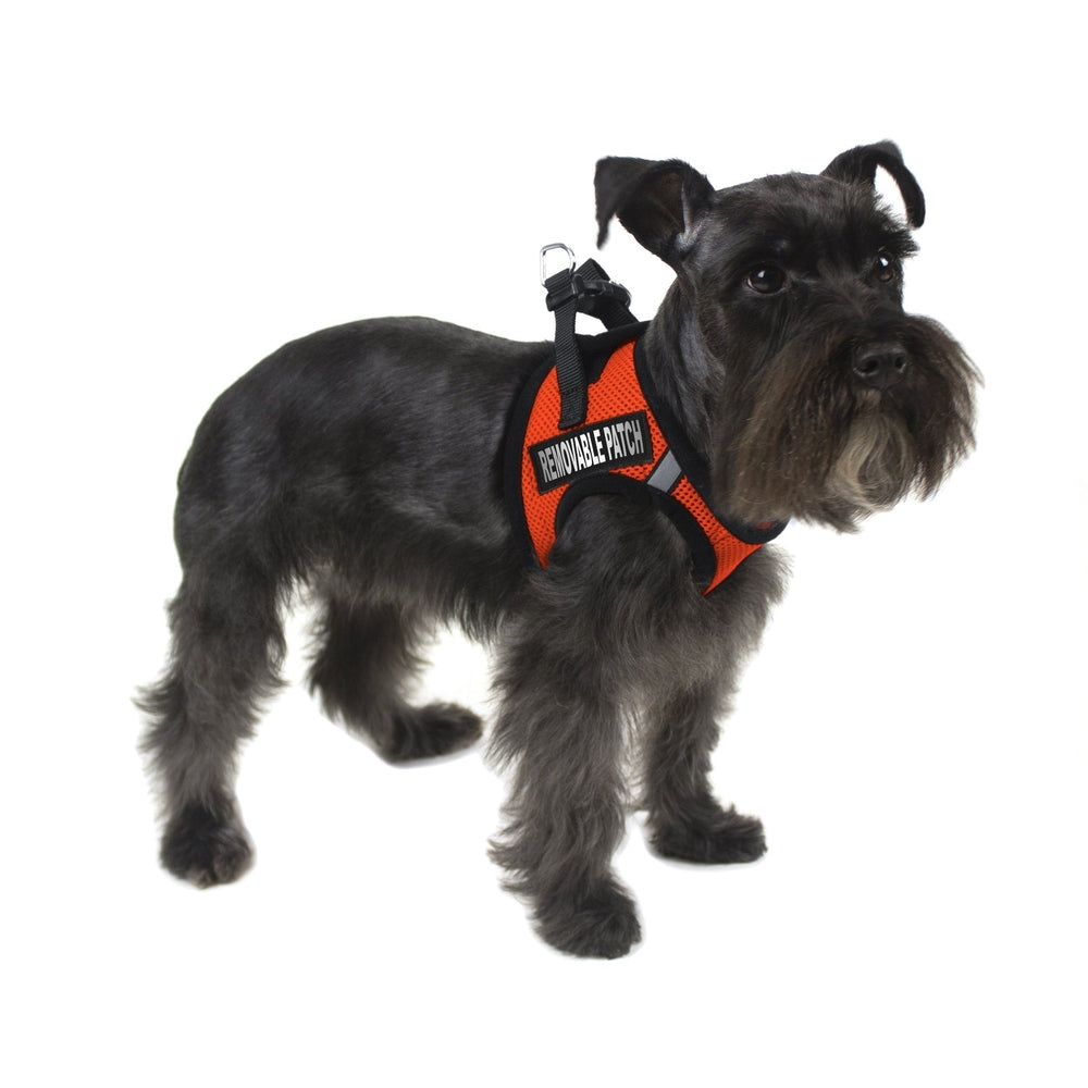 a dog wearing a York mesh dog harness with built-in hook and loop fasteners for easy adjustment and secure, breathable fit