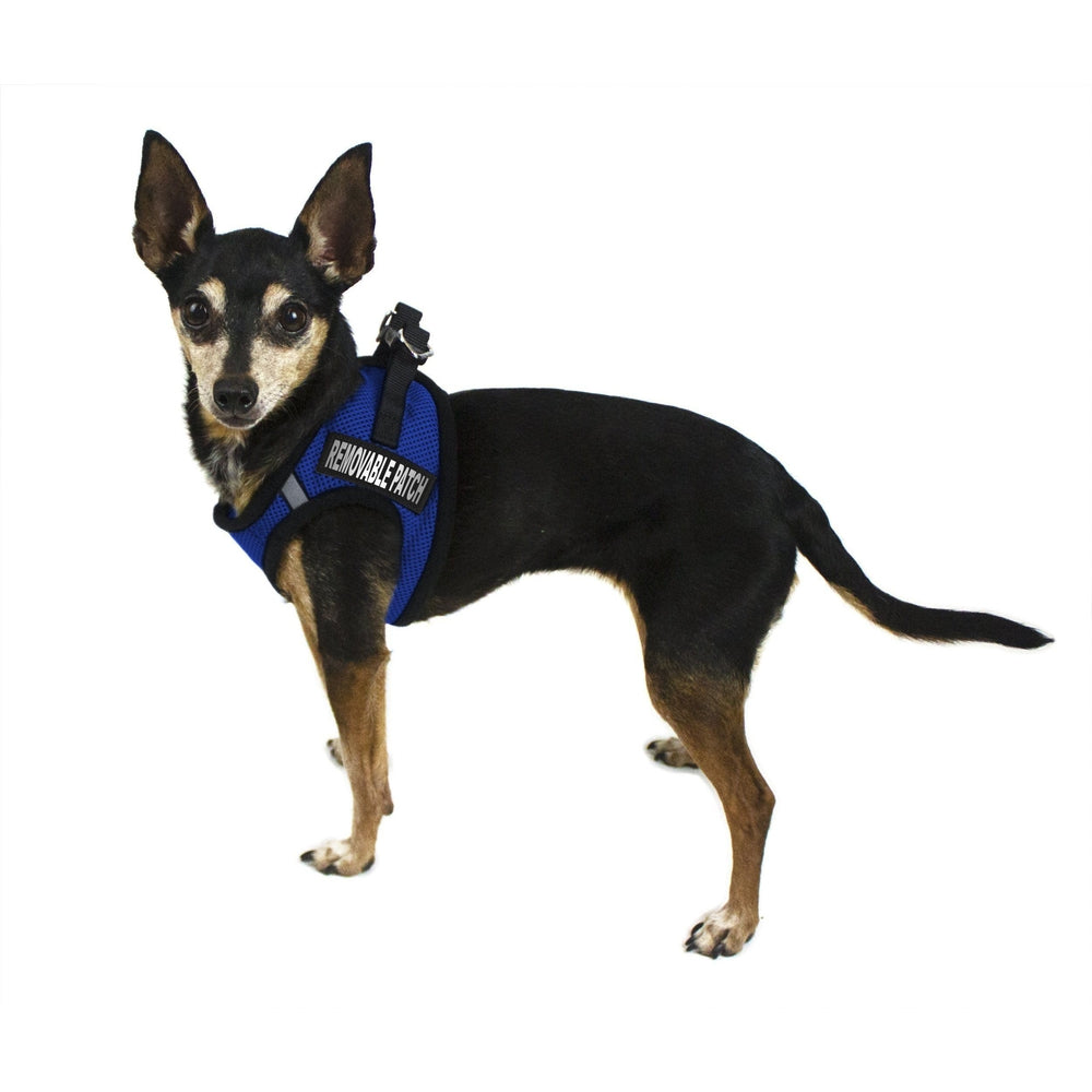 a dog wearing a York mesh dog harness with built-in hook and loop fasteners for easy adjustment and secure, breathable fit