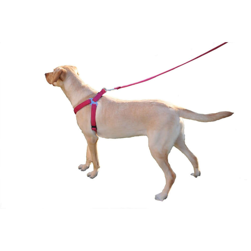 a dog wearing a Purple dog harness with quick release buckle, made from soft microfiber, step-in, flat design