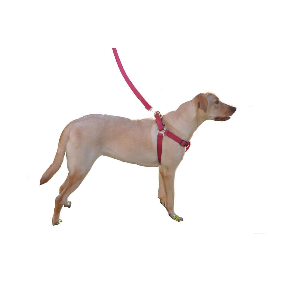 a dog wearing a Purple dog harness with quick release buckle, made from soft microfiber, step-in, flat design