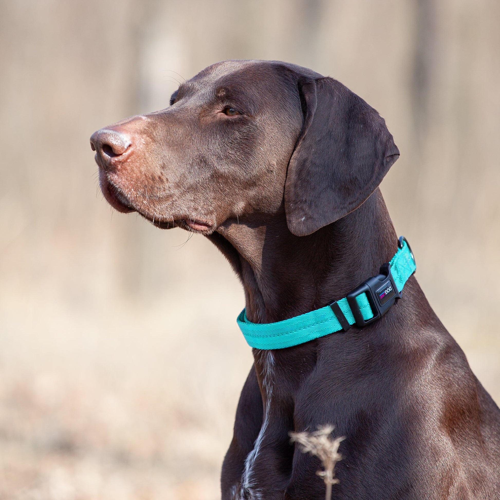 a dog wearing Nylon flat dog collar with adjustable buckle and durable hardware for everyday comfort and control
