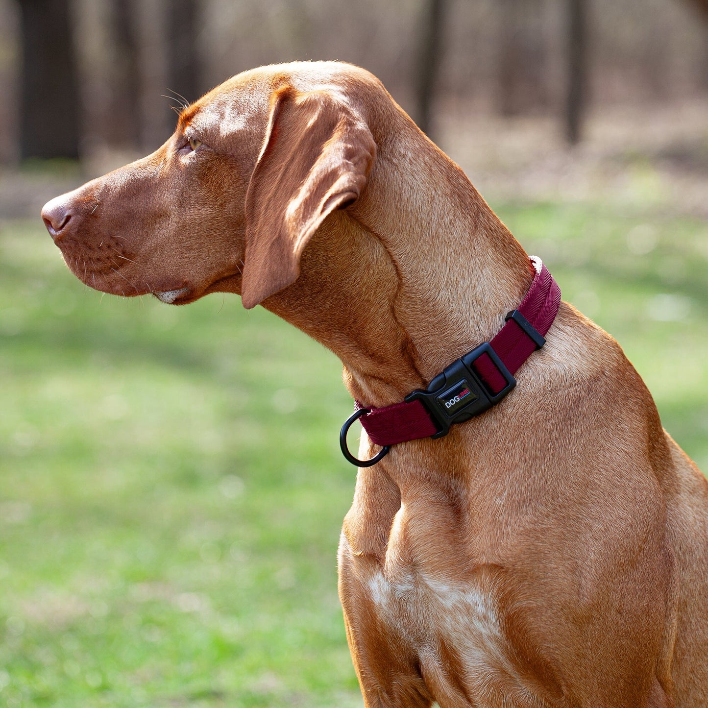 a dog wearing a Nylon flat dog collar with adjustable buckle and durable hardware for everyday comfort and control