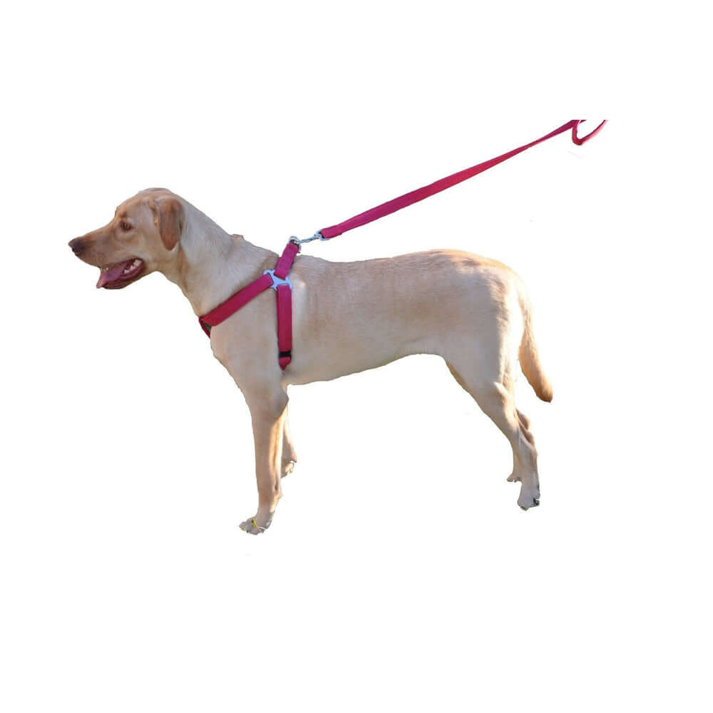 a dog wearing a Purple dog harness with quick release buckle, made from soft microfiber, step-in, flat design