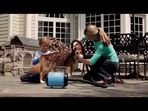 video of a lady blow drying her dog Metrovac Air Force Commander 2-speed pet dryer with 1.17 HP motor, 86 CFM airflow, and all-steel construction for efficient grooming.