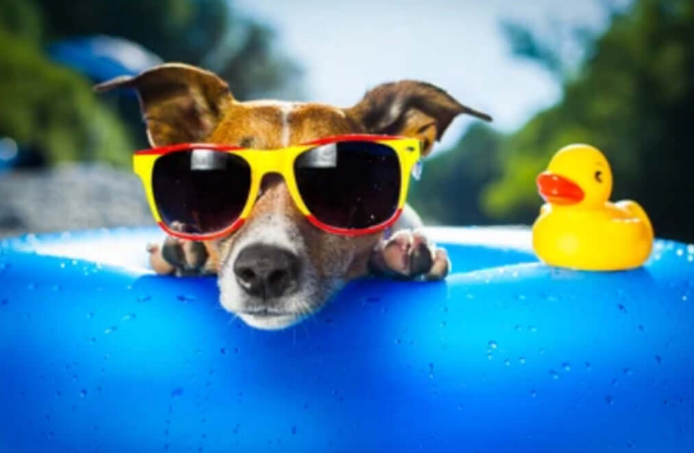 Summer Safety Tips For Dogs