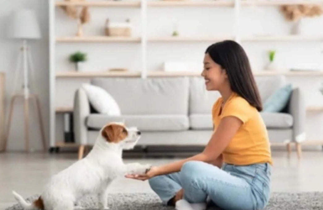 How to Train a Puppy: A Step-by-Step Guide for New Pet Owners