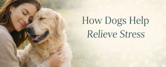 How Dogs Improve Mental Health and Reduce Everyday Stress