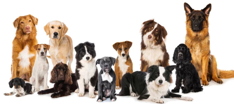 Group of 12 dogs wearing smart dog collars for health tracking and GPS monitoring