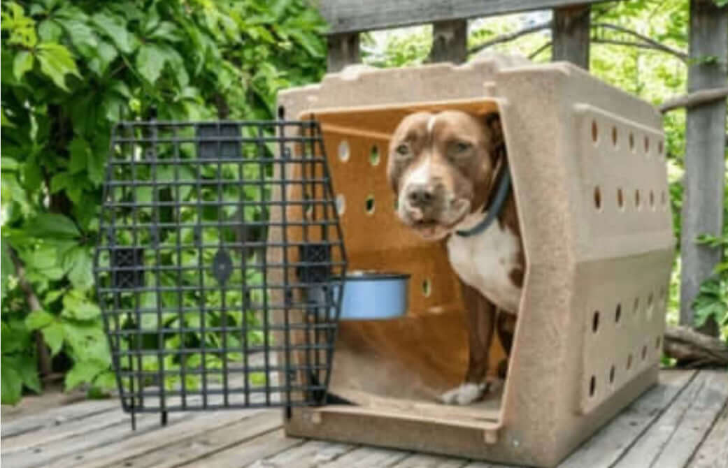 How To Choose The Right Size Dog Crate