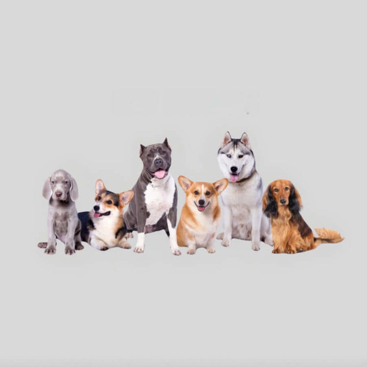 Blue Ridge K9 Supply