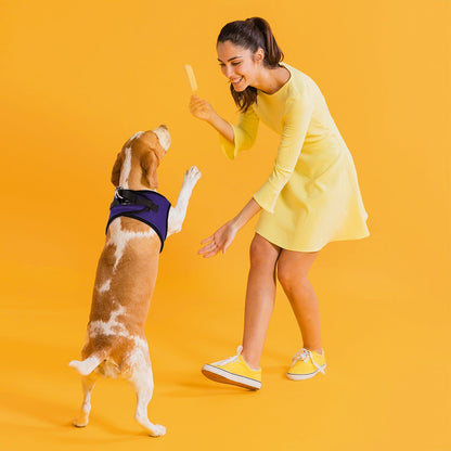 A dog wearing York mesh dog harness with breathable padding and adjustable fit for small to medium breeds