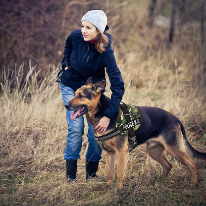 a dog wearing a Set of 2 removable reflective patches for dog collars or harnesses to enhance nighttime visibility and safety