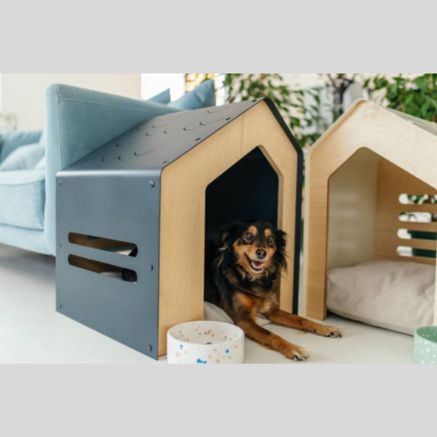 Dog House