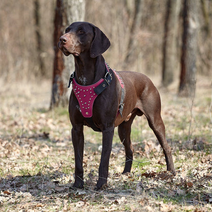 a dog wearing a Leather and nylon spike dog harness – sturdy, stylish harness with metal spikes for control and protection during walks