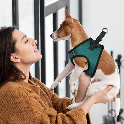 A dog wearing York mesh dog harness with breathable padding and adjustable fit for small to medium breeds