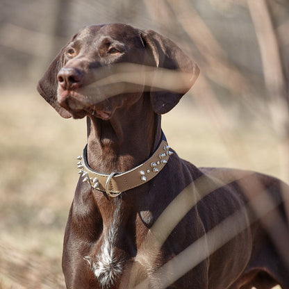 a dog wearing a Leather and nylon spike dog collar – durable, stylish protection collar with metal spikes for medium and large breeds