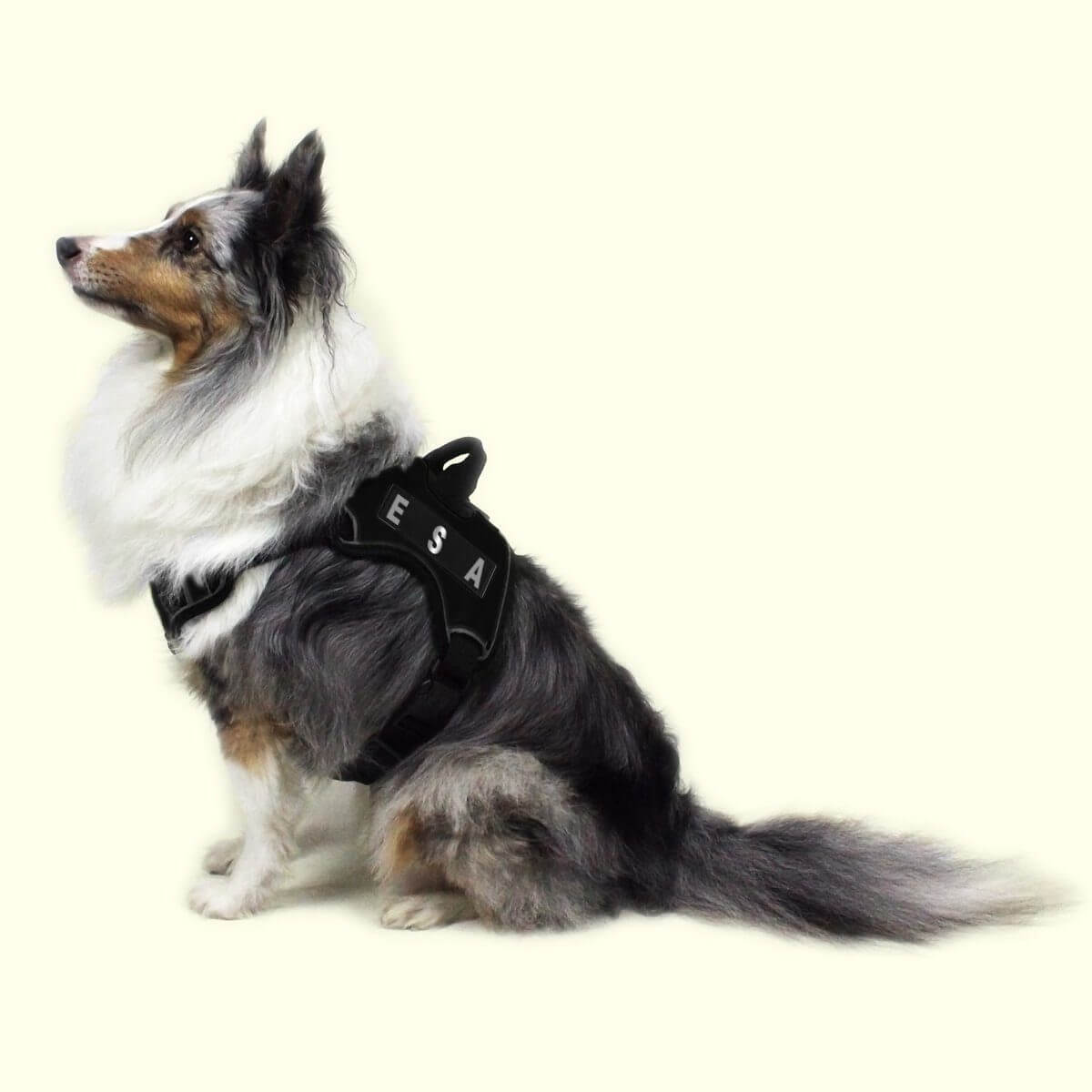 a dog wearing a Set of 2 removable reflective patches for dog collars or harnesses to enhance nighttime visibility and safety
