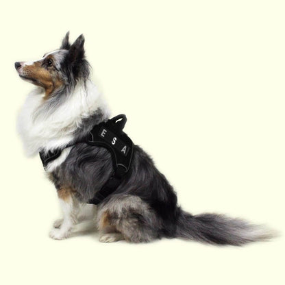 a dog wearing a Set of 2 removable reflective patches for dog collars or harnesses to enhance nighttime visibility and safety