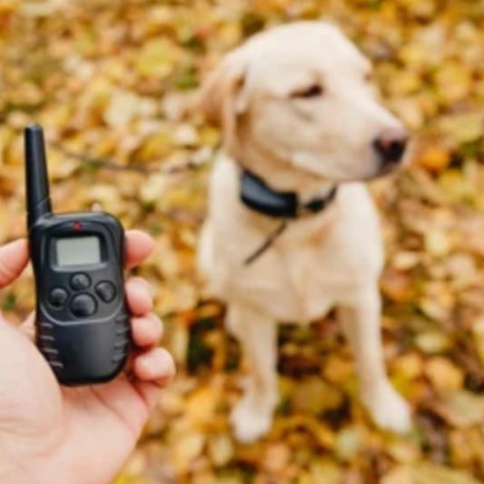 Training Collar