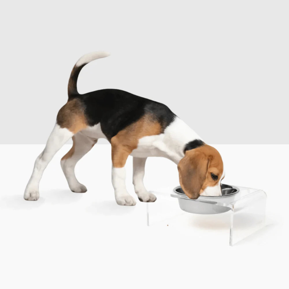 Hiddin Clear Acrylic Elevated Dog Bowl Stand – Modern Raised Pet Feeder with Stainless Steel Bowl (6.5 Cup)