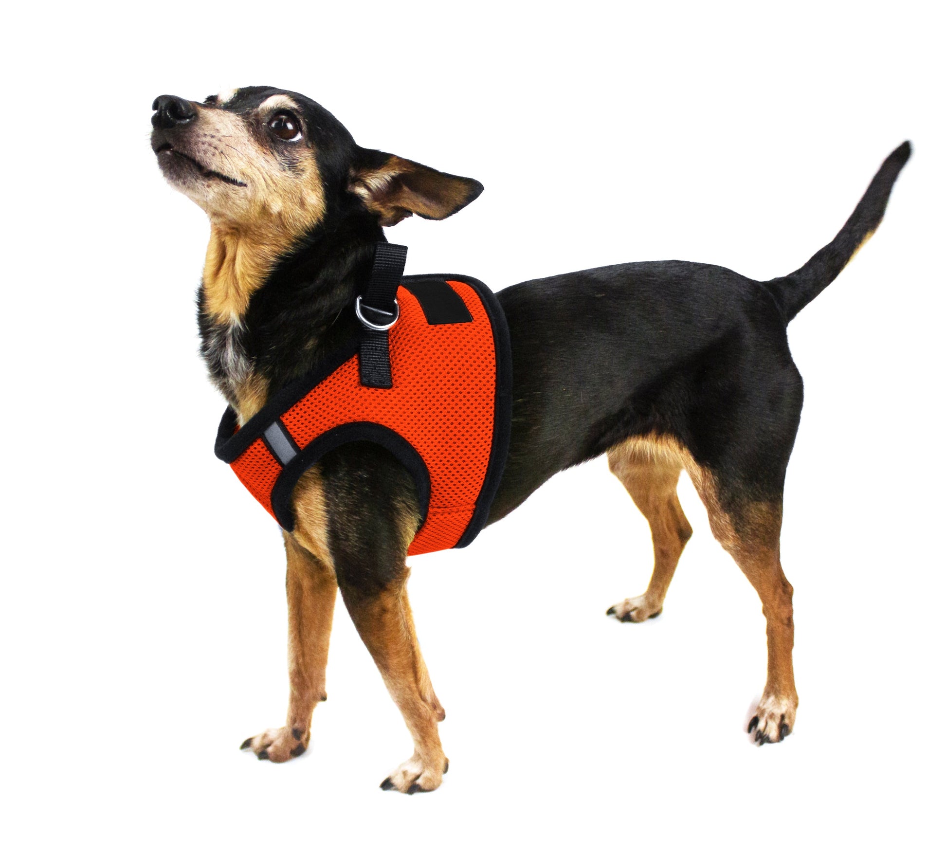 a dog wearing Boston mesh dog harness with built-in hook and loop fastener for secure fit, breathable comfort, and easy wear"