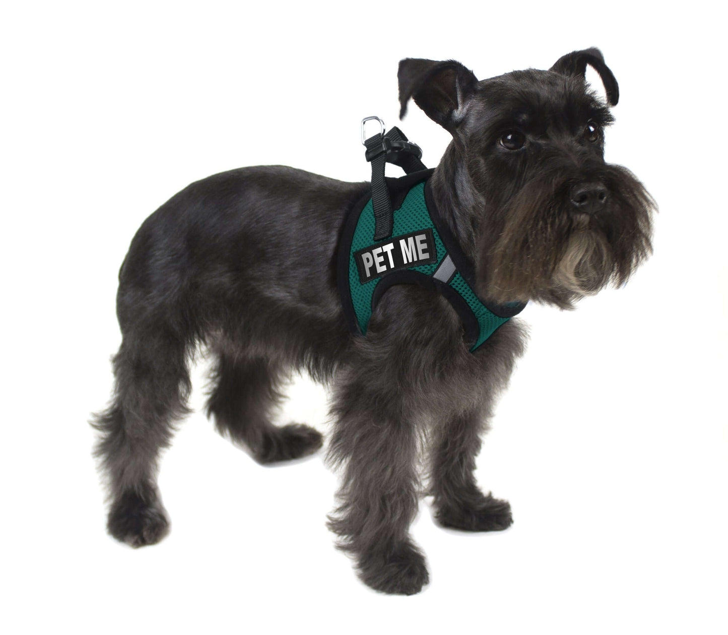a dog wearing a Set of 2 removable reflective patches for dog collars or harnesses to enhance nighttime visibility and safety