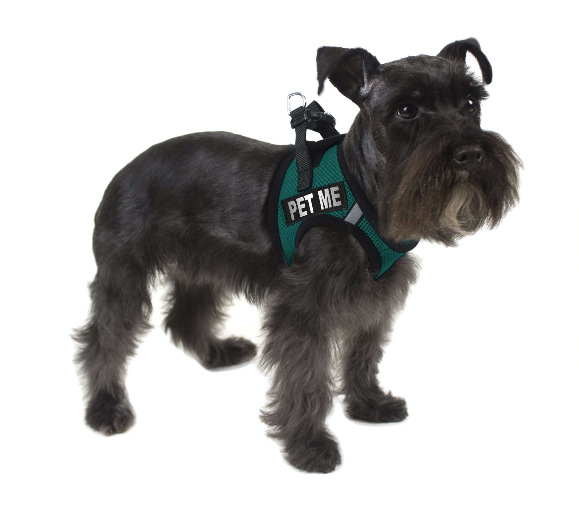 a dog wearing a Set of 2 removable reflective patches for dog collars or harnesses to enhance nighttime visibility and safety