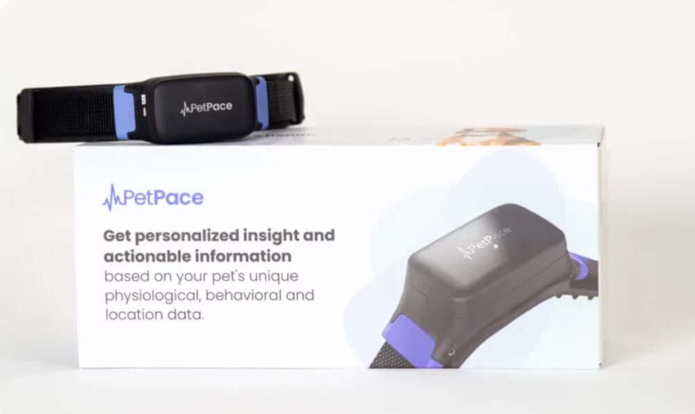 Smart dog collar by PetPace monitoring dog's health while sitting with the owner