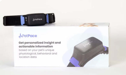 Smart dog collar by PetPace monitoring dog's health while sitting with the owner