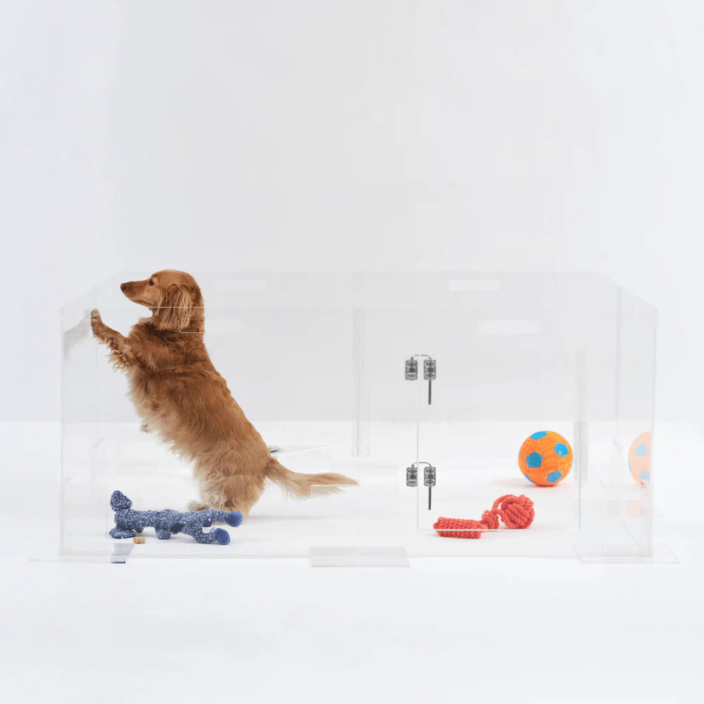 Dog playing with toys in a transparent clear acrylic dog playpen  on a white background