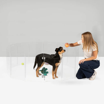 Woman playing with a dog in a clear dog play pen
