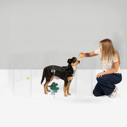 Woman playing with a dog in a clear dog play pen