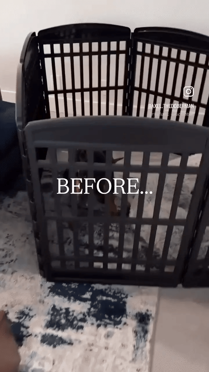 Clear Acrylic Dog Playpen 24” High – Modern Invisible Indoor Pet Pen