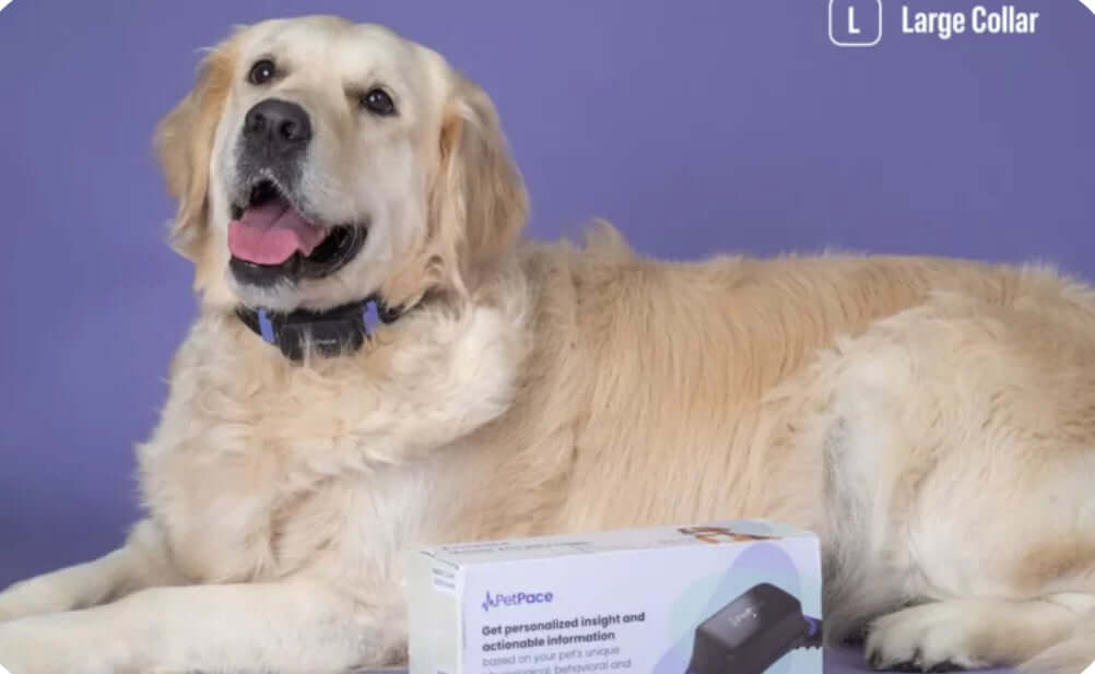 Smart dog collar by PetPace monitoring dog's health while sitting down
