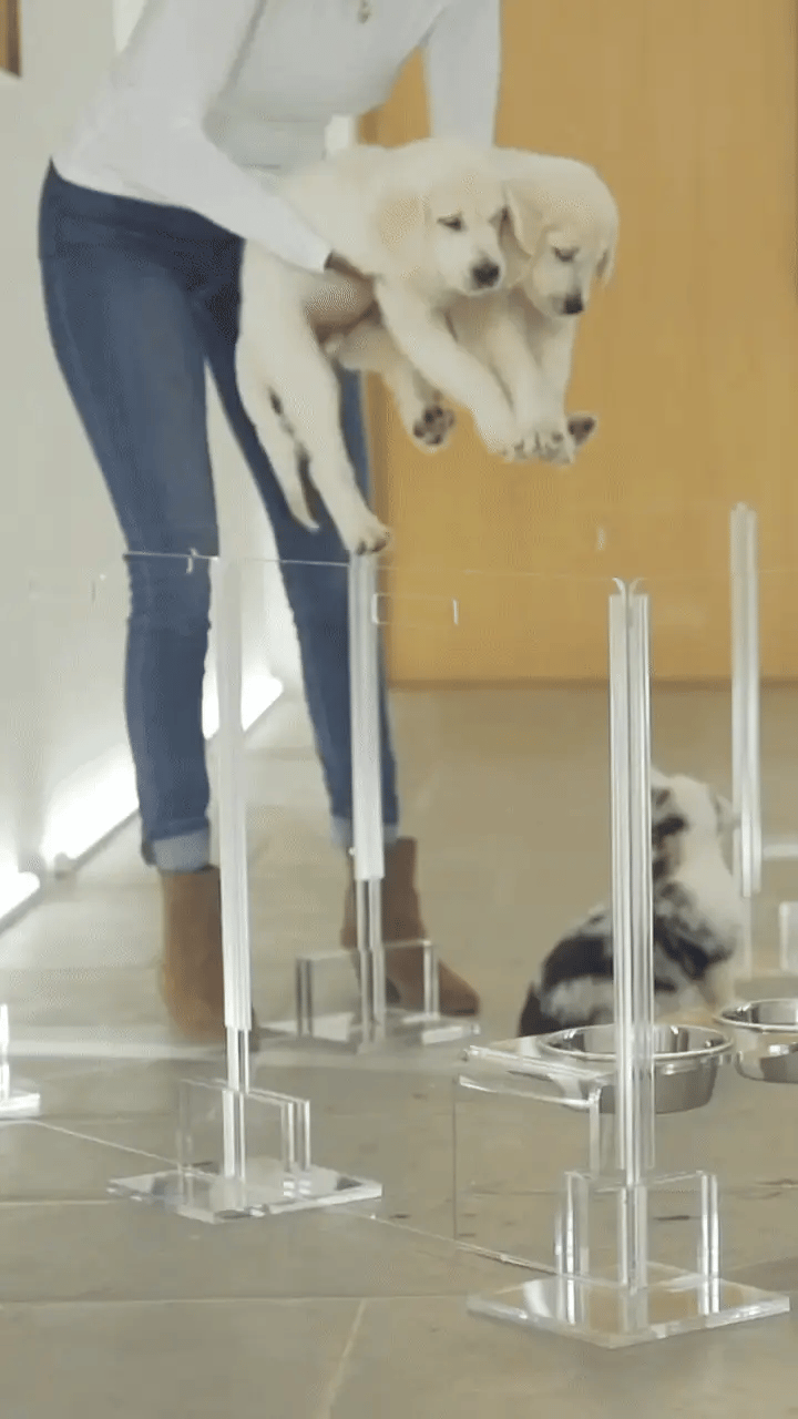 Clear Acrylic Pet Playpen 32” High with Door – Square Indoor Dog Playpen, Expandable Puppy Playpen