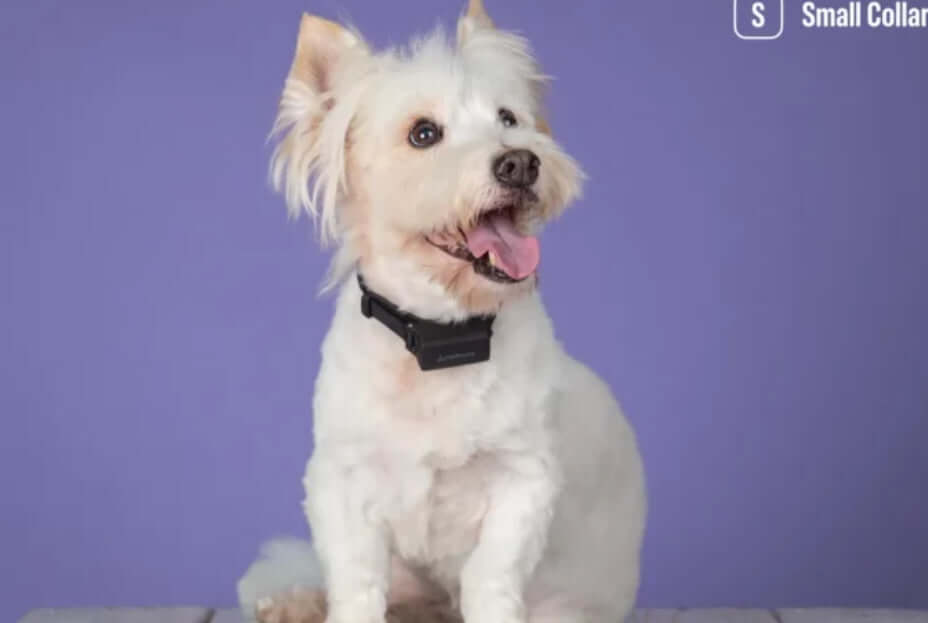 Smart dog collar by PetPace monitoring dog's health while dog is playing 