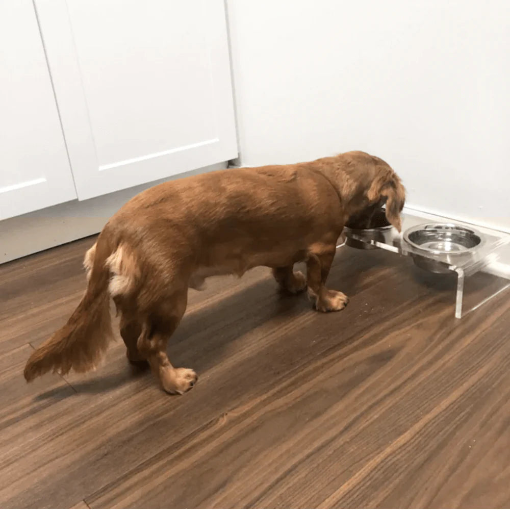 Hiddin Clear Acrylic Elevated Dog Feeder – Small Double Raised Dog Bowls with Stainless Steel Bowls