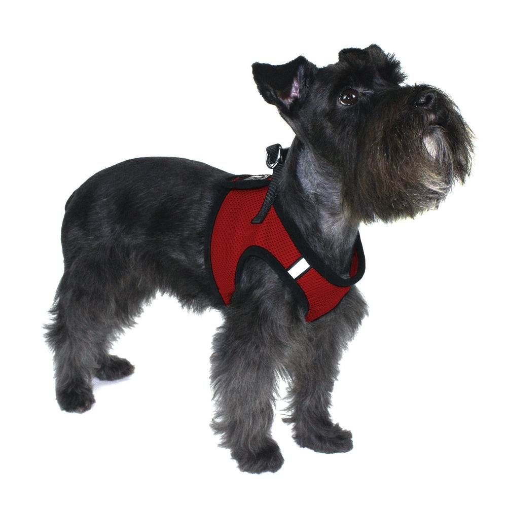a dog wearing a Boston mesh dog harness with built-in hook and loop fastener for secure fit, breathable comfort, and easy wear"